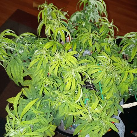White widow. Fr. seedsman growlog photo: Day b4 flipping to flower