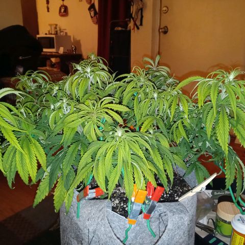 White widow. Fr. seedsman growlog photo: Day b4 flipping to flower
