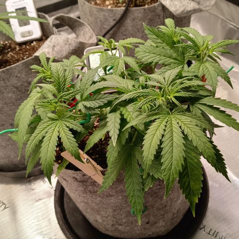 King tut 1 an 2 growlog photo: In veg