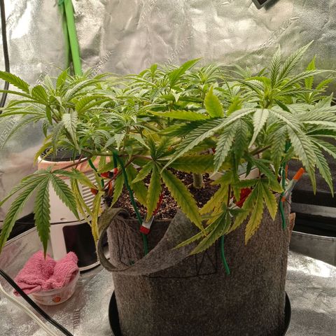 King tut 1 an 2 growlog timeline photo