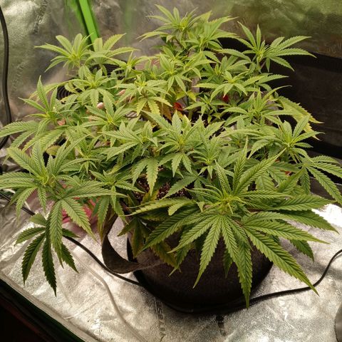 King tut 1 an 2 growlog timeline photo