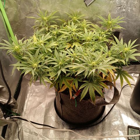 King tut 1 an 2 growlog photo: 2nd goimg on 3rd week of flower