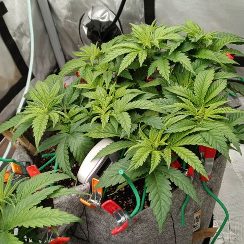 White O.G. growlog photo: Early veg. An the day before flower