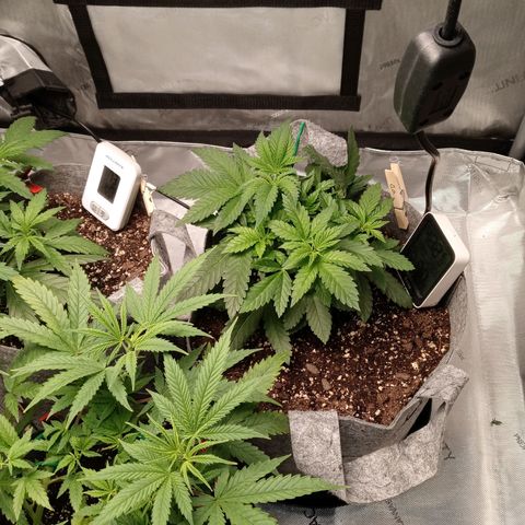 White O.G. growlog photo: Early veg. An the day before flower