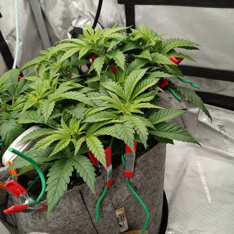 White O.G. growlog photo: Early veg. An the day before flower