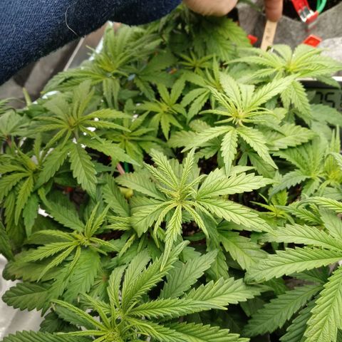 White O.G. growlog photo: Early veg. An the day before flower