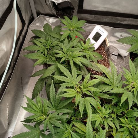 White O.G. growlog photo: Early veg. An the day before flower