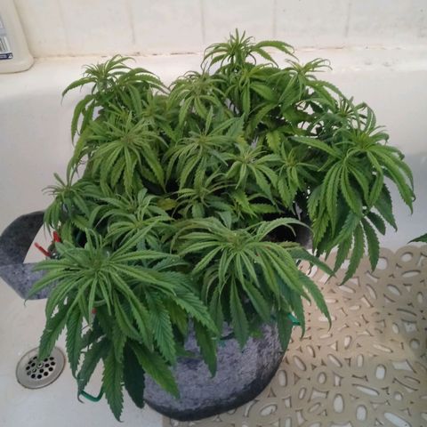 White widow. Fr. seedsman growlog photo: Veg an the day before flower
