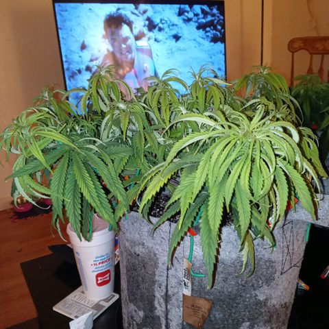 White widow. Fr. seedsman growlog photo: Veg an the day before flower