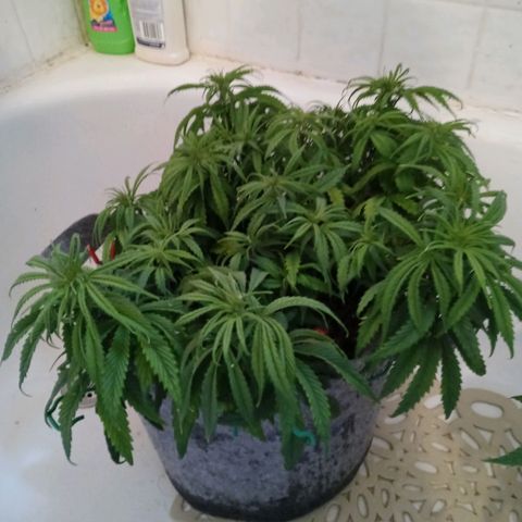 White widow. Fr. seedsman growlog photo: Veg an the day before flower