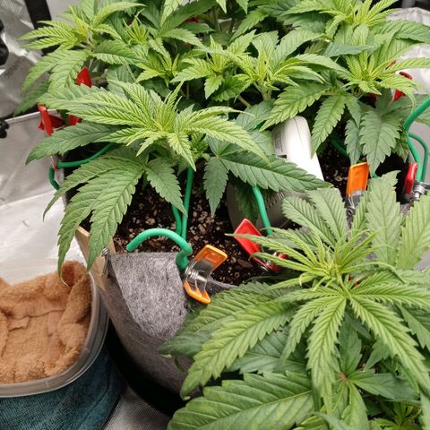 White widow. Fr. seedsman growlog photo: Veg an the day before flower