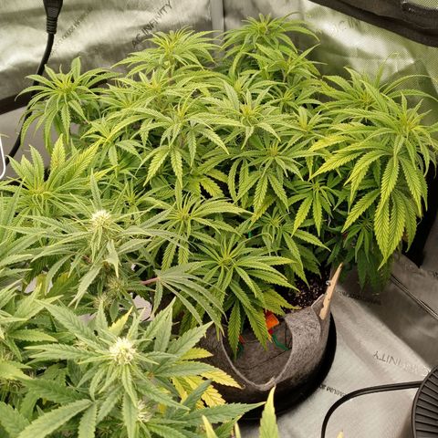 White widow. Fr. seedsman growlog photo: Veg an the day before flower