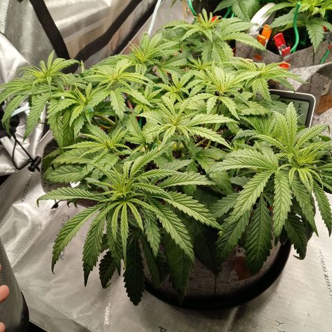 White widow. Fr. seedsman growlog photo: Veg an the day before flower