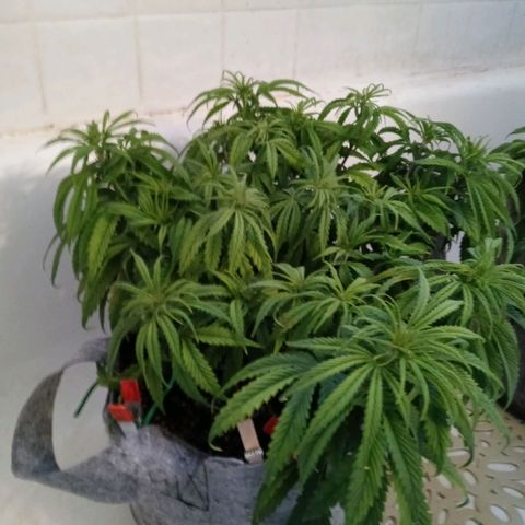 White widow. Fr. seedsman growlog photo: Veg an the day before flower