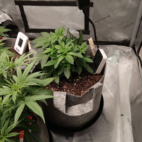White widow. Fr. seedsman growlog photo: Veg an the day before flower