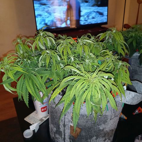 White widow. Fr. seedsman growlog photo: Veg an the day before flower