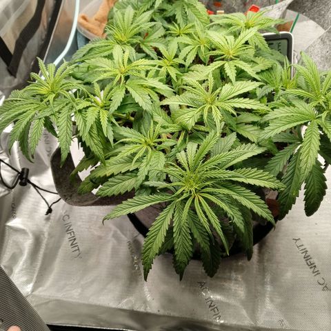 White widow. Fr. seedsman growlog photo: Veg an the day before flower