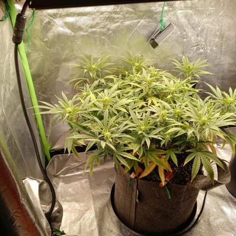 King tut 1 an 2 growlog photo: Early flower one to 2 weeks in
