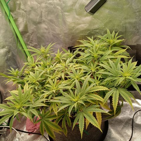 King tut 1 an 2 growlog photo: Early flower one to 2 weeks in