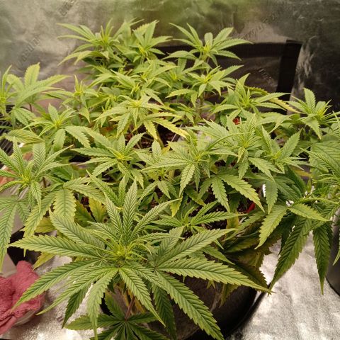 King tut 1 an 2 growlog photo: Early flower one to 2 weeks in