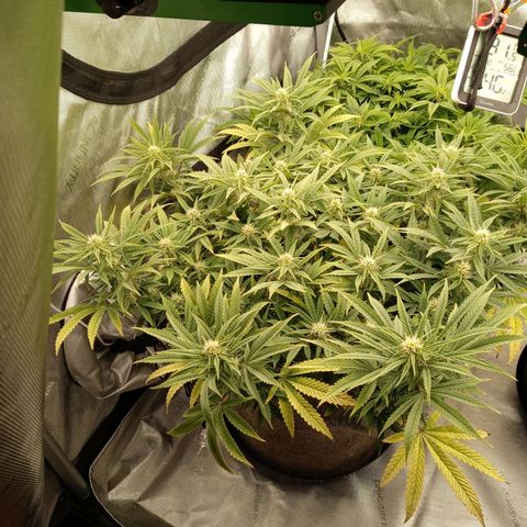 King tut 1 an 2 growlog photo: Early flower one to 2 weeks in