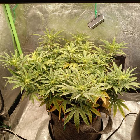 King tut 1 an 2 growlog photo: Early flower one to 2 weeks in