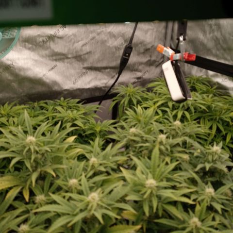 King tut 1 an 2 growlog photo: Week 2 of flower