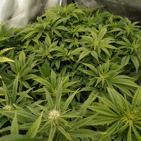 King tut 1 an 2 growlog photo: Week 2 of flower