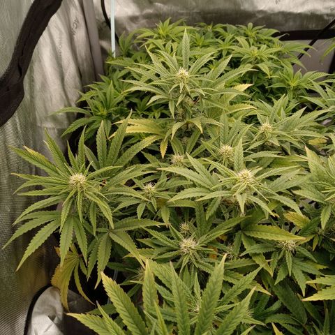King tut 1 an 2 growlog photo: Week 2 of flower
