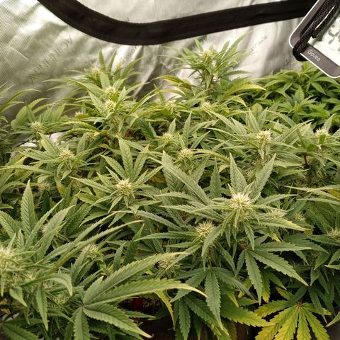 King tut 1 an 2 growlog photo: Week 2 of flower