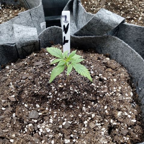 White O.G. growlog timeline photo