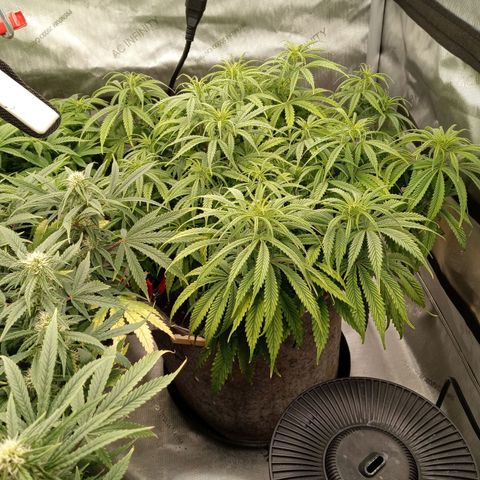 White O.G. growlog timeline photo
