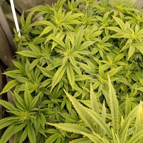 White widow. Fr. seedsman growlog timeline photo