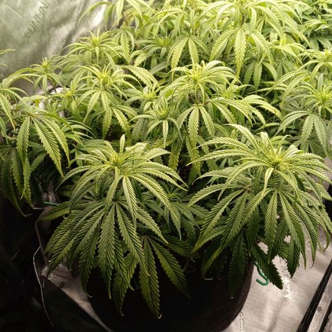 White widow. Fr. seedsman growlog timeline photo