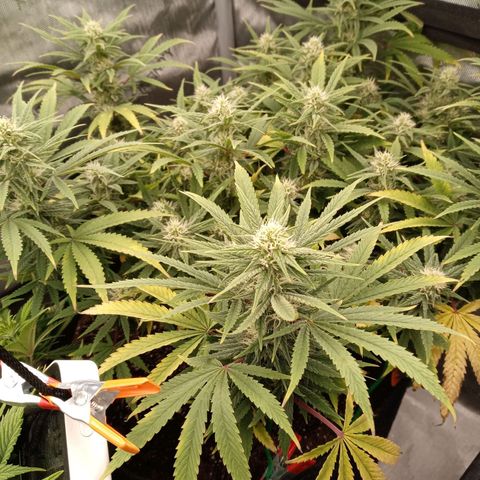 King tut 1 an 2 growlog timeline photo