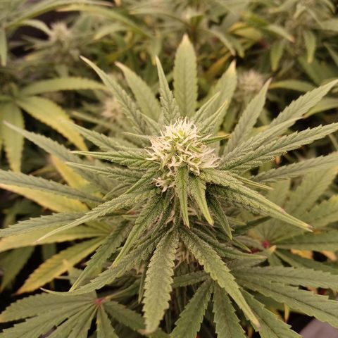 King tut 1 an 2 growlog timeline photo