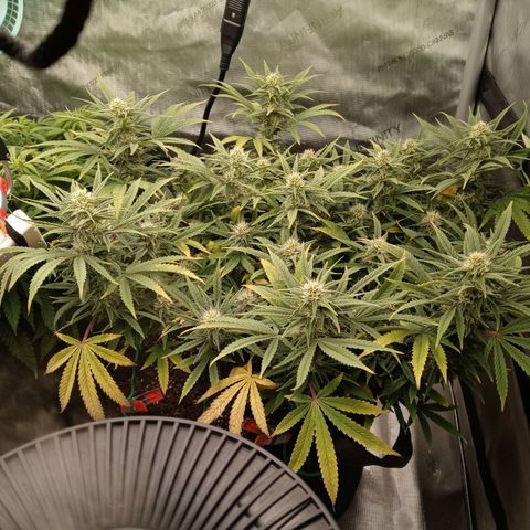 King tut 1 an 2 growlog timeline photo