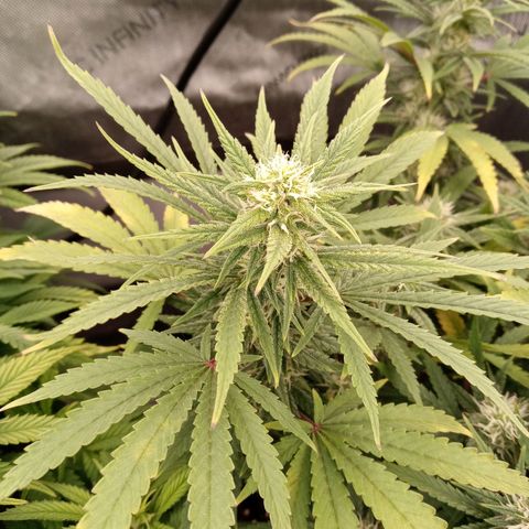 King tut 1 an 2 growlog timeline photo