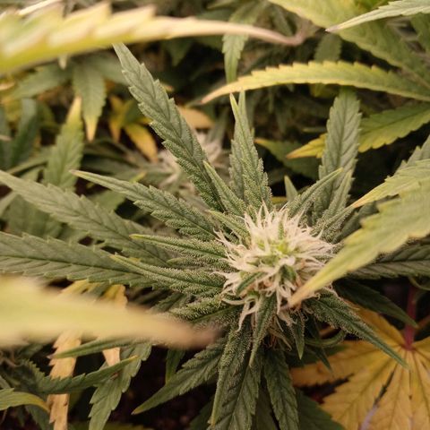 King tut 1 an 2 growlog timeline photo