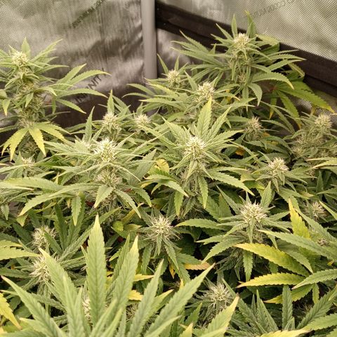King tut 1 an 2 growlog timeline photo