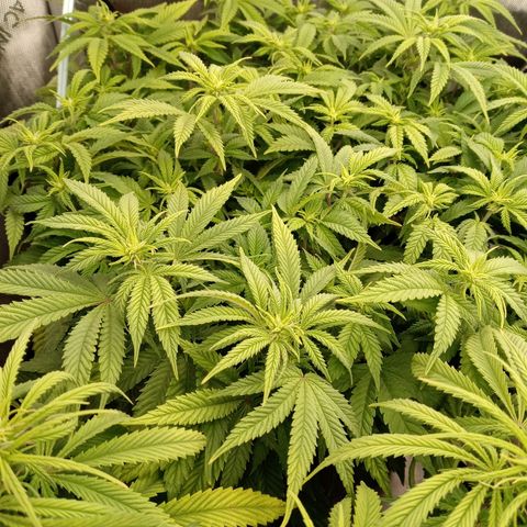 White O.G. growlog timeline photo
