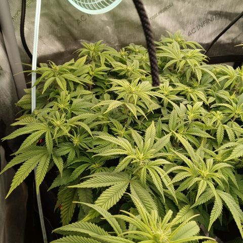 White O.G. growlog timeline photo