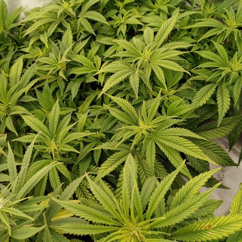 White O.G. growlog timeline photo