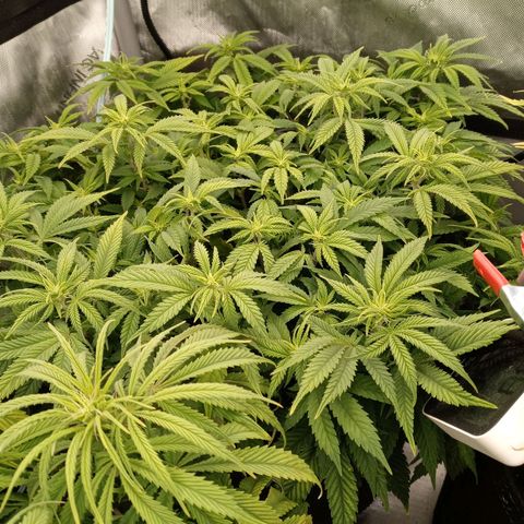 White widow. Fr. seedsman growlog photo: Going into week 2 of flower