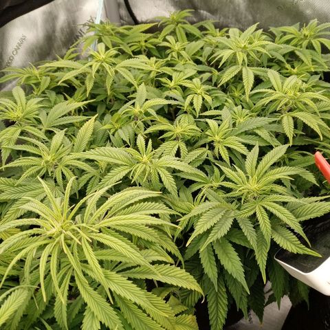White widow. Fr. seedsman growlog photo: Going into week 2 of flower