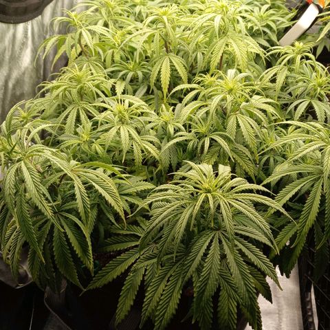 White widow. Fr. seedsman growlog photo: Going into week 2 of flower