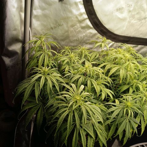 White widow. Fr. seedsman growlog photo: Going into week 2 of flower