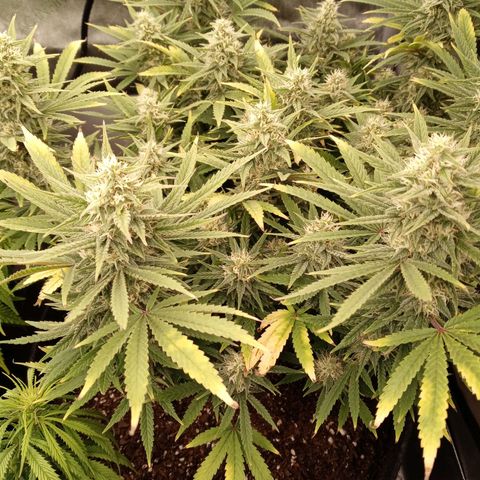 King tut 1 an 2 growlog timeline photo