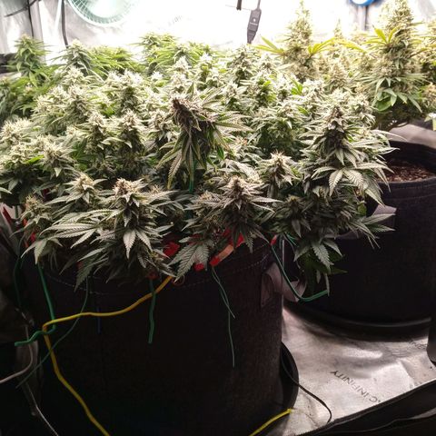 King tut 1 an 2 growlog timeline photo