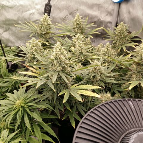 King tut 1 an 2 growlog timeline photo